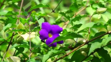 Thunbergia erecta (çalı saat, kralın mantosu, patates çalısı). Uykusuzluk, depresyon ve anksiyete yönetimi için geleneksel ilaç olarak kullanılır..