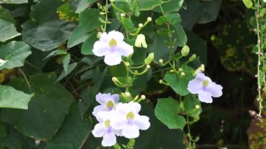 Thunbergia grandiflora (Bengal clockvine, Bengal trompeti, mavi gökyüzü çiçeği) çiçeği. Bitkiler yaklaşık 20 metreye kadar büyüyebilir ve derin bir tıkırtı köküne sahip uzun bir kök sistemine sahip olabilirler.