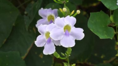 Thunbergia grandiflora (Bengal clockvine, Bengal trompeti, mavi gökyüzü çiçeği) çiçeği. Bitkiler yaklaşık 20 metreye kadar büyüyebilir ve derin bir tıkırtı köküne sahip uzun bir kök sistemine sahip olabilirler.
