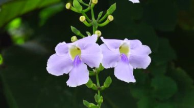 Thunbergia grandiflora (Bengal clockvine, Bengal trompeti, mavi gökyüzü çiçeği) çiçeği. Bitkiler yaklaşık 20 metreye kadar büyüyebilir ve derin bir tıkırtı köküne sahip uzun bir kök sistemine sahip olabilirler.