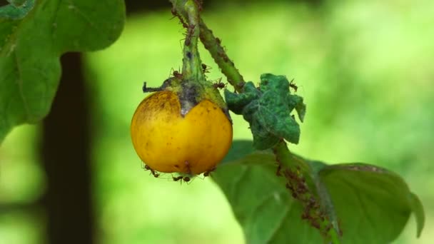 Solanum Insanum Zwane Również Jabłkiem Cierniowym Gorzkim Jabłkiem Gorzką Kulą — Wideo stockowe