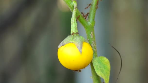 Solanum Insanum Aussi Appelé Pomme Épine Pomme Amère Boule Amère — Video