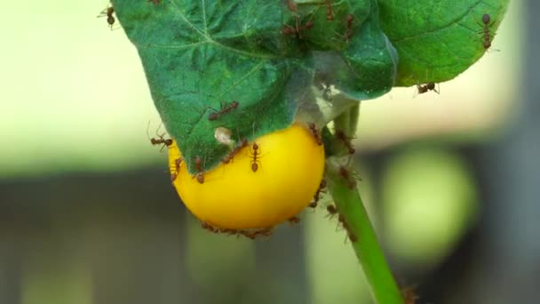 Solanum Vansinne Även Kallad Tagg Äpple Bittert Äpple Bitter Boll — Stockvideo
