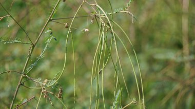 Tephrosia linearis with a natural background. This plant is a species of herb in the family legumes. They have a self-supporting growth form. They have broad leaves. clipart