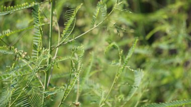 Tephrosia linearis doğal bir geçmişi var. Bu bitki, baklagiller familyasından bir bitki türüdür. Kendi kendini destekleyen bir büyüme biçimine sahipler. Geniş yaprakları var..