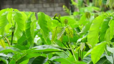 Tabebuia caraiba (Tabebuia aurea, Karayip trompeti, gümüş trompet ağacı, altın ağacı) doğal bir arka plana sahiptir.