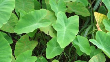 Taro yaprakları (Colocasia esculenta, talas) doğal altyapıya sahiptir. Colocasia esculenta, genellikle taro olarak bilinen ve yenebilir corms kökü ile yetiştirilen tropikal bir bitkidir..
