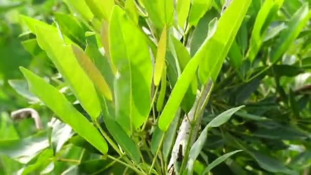 Tabebuia Caraiba Tabebuia Aurea Terompet Karibia Pohon Terompet Perak Pohon — Stok Video