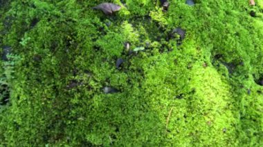 Kayalardaki yosunlar (bryophyte), tipik olarak boyutları sınırlıdır ve nemli ortamları tercih ederler. Bu fotoğraf da çerçeve, özgeçmiş, sanat çalışması veya başka bir proje için iyidir..
