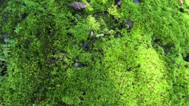 Mosses 특징적으로 크기가 제한되고 촉촉한 서식지를 선호한다 사진은 프레임 프로젝트에 — 비디오