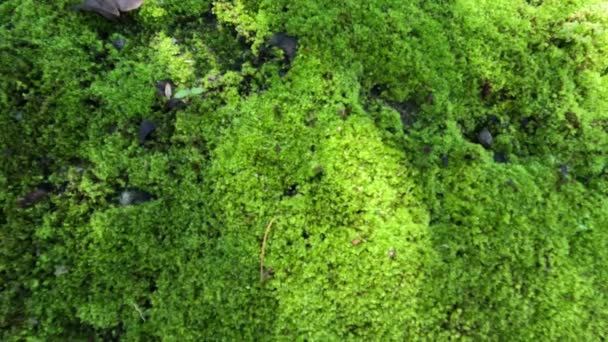 Los Musgos Briófitos Las Rocas Son Característicamente Limitados Tamaño Prefieren — Vídeos de Stock