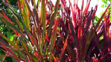 Phormium Koruyucusu (Yeni Zelanda Flax, Hemp, Flax Lily) bitkisi. Boyu en az 1.80 'e kadar uzayabilir. Yaprak yelpazesi dardır, yapraklar oldukça düz ve serttir.