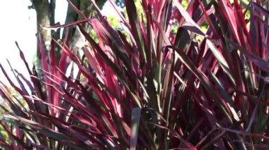 Phormium Koruyucusu (Yeni Zelanda Flax, Hemp, Flax Lily) bitkisi. Boyu en az 1.80 'e kadar uzayabilir. Yaprak yelpazesi dardır, yapraklar oldukça düz ve serttir.