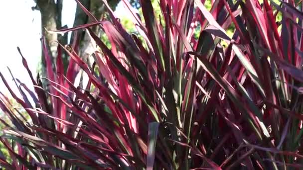 フォルミウムガードマン ニュージーランドのフラックス ヘンプ フラックスリリー 少なくとも6フィートの高さまで成長することができます 葉っぱは狭く 葉はかなりまっすぐで堅いです — ストック動画