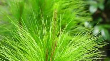 Çam yapraklarının doğal bir geçmişi var.