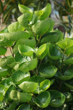 Polyscias scutellaria (Mangkokan, daun mangkokan, kalkan aralia, erik aralia) yaprakları. Bu yapraklar süslü gıda ambalajı olarak kullanılabilir. Parçalanmış kalkan aralia aromatik özelliklere sahiptir.