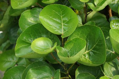 Polyscias scutellaria (Mangkokan, daun mangkokan, kalkan aralia, erik aralia) yaprakları. Bu yapraklar süslü gıda ambalajı olarak kullanılabilir. Parçalanmış kalkan aralia aromatik özelliklere sahiptir.