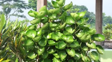 Polyscias scutellaria (Mangkokan, daun mangkokan, kalkan aralia, erik aralia) yaprakları. Bu yapraklar süslü gıda ambalajı olarak kullanılabilir. Parçalanmış kalkan aralia aromatik özelliklere sahiptir.