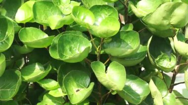 Polyscias scutellaria (Mangkokan, daun mangkokan, kalkan aralia, erik aralia) yaprakları. Bu yapraklar süslü gıda ambalajı olarak kullanılabilir. Parçalanmış kalkan aralia aromatik özelliklere sahiptir.