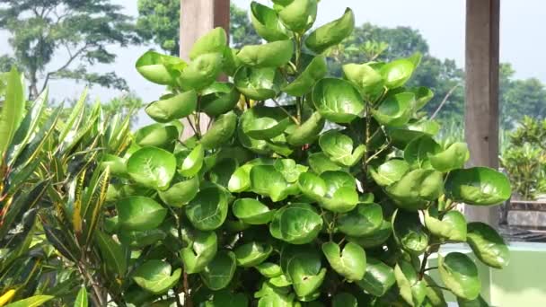 Polyscias Scutellaria Mangkokan Daun Mangkokan Ασπίδα Αράλια Δαμάσκηνο Αράλια Φύλλα — Αρχείο Βίντεο