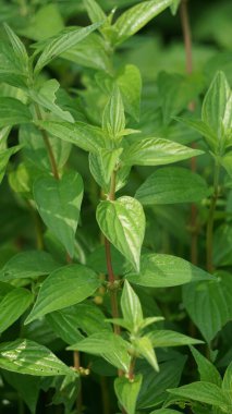 Pouzolzia zeylanica (Goetharthia, Hyrtanandra, Leucococcus, Margarocarpus) bitkisi. Pouzolzia zeylanica bitkisi taze ya da kurutulmuş bitki, öksürük tedavisi için sarhoş ilaç, boğaz ağrısı vs. olarak kullanılabilir.