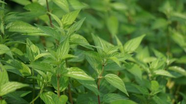 Pouzolzia zeylanica (Goetharthia, Hyrtanandra, Leucococcus, Margarocarpus) bitkisi. Pouzolzia zeylanica bitkisi taze ya da kurutulmuş bitki, öksürük tedavisi için sarhoş ilaç, boğaz ağrısı vs. olarak kullanılabilir.