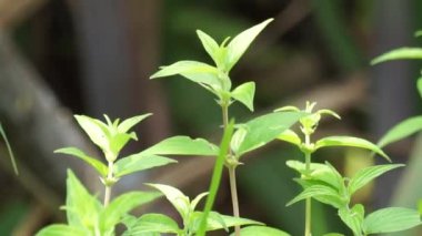 Pouzolzia zeylanica (Goetharthia, Hyrtanandra, Leucococcus, Margarocarpus) bitkisi. Pouzolzia zeylanica bitkisi taze ya da kurutulmuş bitki, öksürük tedavisi için sarhoş ilaç, boğaz ağrısı vs. olarak kullanılabilir.