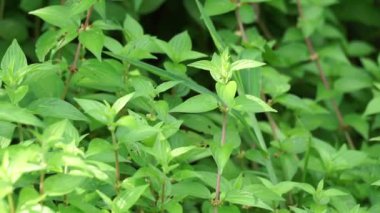 Pouzolzia zeylanica (Goetharthia, Hyrtanandra, Leucococcus, Margarocarpus) bitkisi. Pouzolzia zeylanica bitkisi taze ya da kurutulmuş bitki, öksürük tedavisi için sarhoş ilaç, boğaz ağrısı vs. olarak kullanılabilir.
