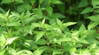 Pouzolzia zeylanica (Goetharthia, Hyrtanandra, Leucococcus, Margarocarpus) bitkisi. Pouzolzia zeylanica bitkisi taze ya da kurutulmuş bitki, öksürük tedavisi için sarhoş ilaç, boğaz ağrısı vs. olarak kullanılabilir.
