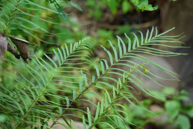 Pteris vittata (Çin merdiven freni, Çin merdiven freni, sadece merdiven freni, Pakis rem cina). Büyüleyici görünüşü için ya da kirlilik kontrol planlarında kullanılmak üzere bahçelerde yetişir.