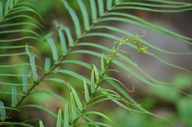 Pteris vittata (Chinese brake, Chinese ladder brake, simply ladder brake, Pakis rem cina). It is grown in gardens for its attractive appearance or used in pollution control schemes clipart