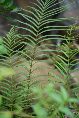 Pteris vittata (Çin merdiven freni, Çin merdiven freni, sadece merdiven freni, Pakis rem cina). Büyüleyici görünüşü için ya da kirlilik kontrol planlarında kullanılmak üzere bahçelerde yetişir.