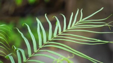 Pteris vittata (Çin merdiven freni, Çin merdiven freni, sadece merdiven freni, Pakis rem cina). Büyüleyici görünüşü için ya da kirlilik kontrol planlarında kullanılmak üzere bahçelerde yetişir.