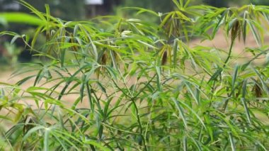 Ağacın üzerinde Cassava yaprakları. Endonezyalılar buna singkong ya da ketela der. Endonezya 'da yiyecek olarak taze yapraklar kullanılır