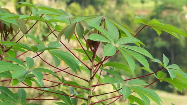 木薯叶子在树上 印尼人叫它Singkong或Ketela 印度尼西亚人利用幼叶作为食物 — 图库视频影像