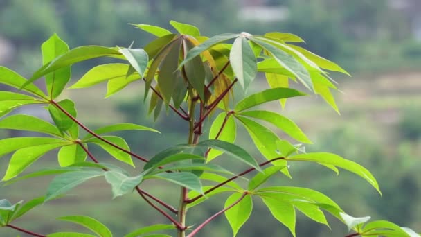 Φύλλα Κασάβα Στο Δέντρο Ινδονήσιος Αποκαλούν Singkong Ketela Ινδονησιακή Χρήση — Αρχείο Βίντεο