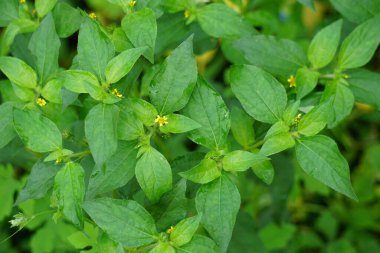 Synedrella nodiflora (Ucacou Adans, Verbesina nodiflora L., Eclipta latifolia L., Blainvillea latifolia, Ecliptica latifoliaWedelia cryptocephala, Ucacou nodiflorum, Nodeweed) bahçede bulunur..