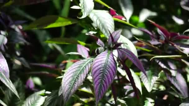 Strobilanthes Dyeriana Samber Lilin Περσική Ασπίδα Βασιλικό Πορφυρό Φυτό Φυσικό — Αρχείο Βίντεο