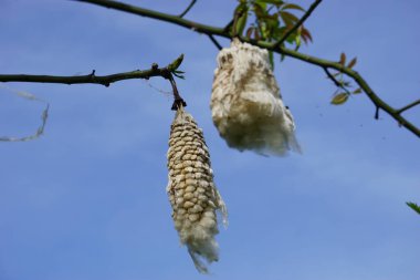 Ceiba pentandra (pamuk, Java kapok, ipek pamuk, samauma) meyvesi. Endonezyalı bu bitkiyi yatak olarak kullanmış.