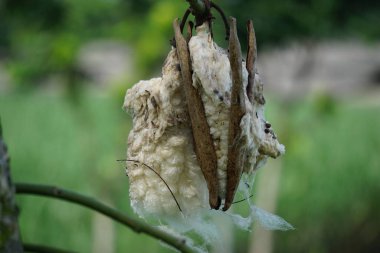 The fruit of Ceiba pentandra (cotton, Java kapok, silk cotton, samauma) with a natural background. Indonesian used this plant as bed clipart
