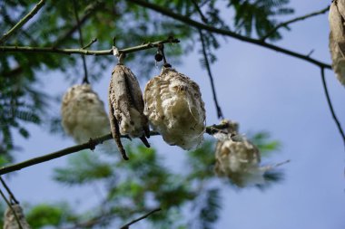 The fruit of Ceiba pentandra (cotton, Java kapok, silk cotton, samauma) with a natural background. Indonesian used this plant as bed clipart