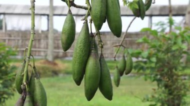 Ceiba pentandra (pamuk, Java kapok, ipek pamuk, samauma) meyvesi. Endonezyalı bu bitkiyi yatak olarak kullanmış.