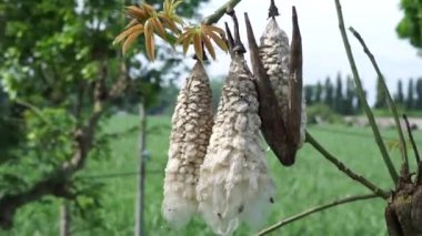 Ceiba pentandra (pamuk, Java kapok, ipek pamuk, samauma) meyvesi. Endonezyalı bu bitkiyi yatak olarak kullanmış.