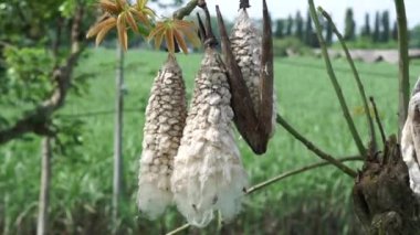 Ceiba pentandra (pamuk, Java kapok, ipek pamuk, samauma) meyvesi. Endonezyalı bu bitkiyi yatak olarak kullanmış.