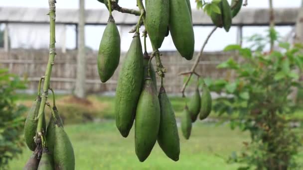 Frukten Ceiba Pentandra Bomull Java Kapok Silke Bomull Samauma Med — Stockvideo