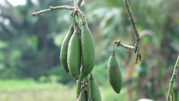 Fruit Ceiba Pentandra Coton Java Kapok Coton Soie Samauma Avec — Video