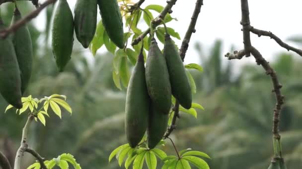 Owoc Ceiba Pentandra Bawełna Java Kapok Jedwabna Bawełna Samauma Naturalnym — Wideo stockowe