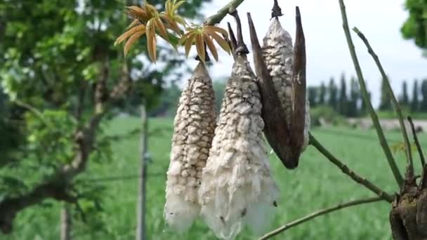 セイバ ペンタンドラ ジャワ カポック シルク コットン ナツマ の果実を自然の背景にしています インドネシア人はベッドとしてこの植物を使用しました — ストック動画