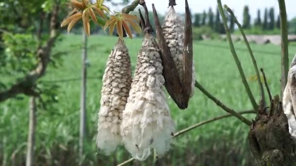 Die Frucht Von Ceiba Pentandra Baumwolle Javakapok Seidenbaumwolle Samauma Mit — Stockvideo
