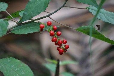 Rivina humilis (güvercin üzümü, ruj bitkisi, bebek biber, kan böğürtleni, coralito, Getih-getihan). Böğürtlenler erkek sıçanlar üzerinde test edildi ve yiyecek boyası kullanmanın da güvenli olduğu bildirildi.